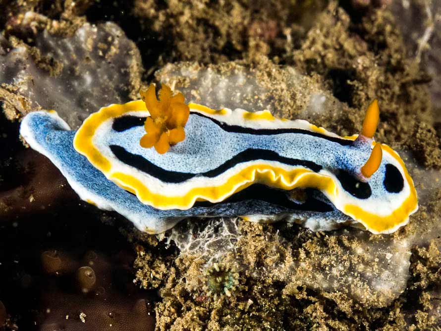 Heller & Thompson, 1983